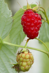 Tw berry a raspberry