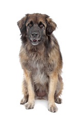 Leonberger isolated on white