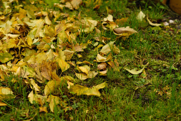grass,leafs and autumn