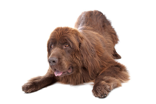 Brown Newfoundland dog isolated on white