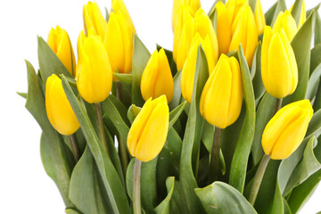beautiful yellow tulips