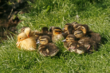 Stockentenküken, Anas platyrhynchos - Mallard Ducklings, Germany