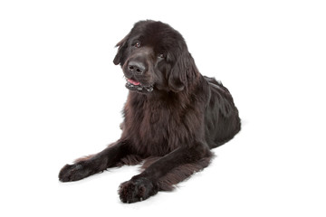 Newfoundland dog isolated on white