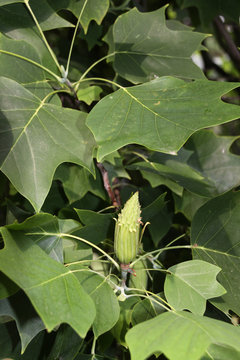 Tulpenbaum