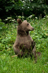 Obraz premium Wild Bear In The Forest