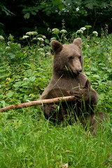Wild Bear In The Forest