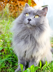 Naklejka na ściany i meble beautiful gray cat with yellow eyes