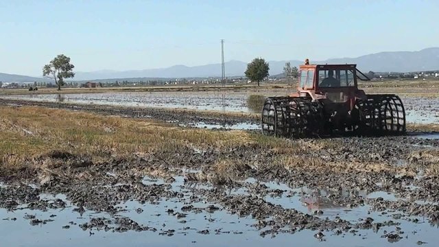 TRACTOR TRABAJANDO EN UN CAMPO DE ARROZ (DELTA DEL EBRO)