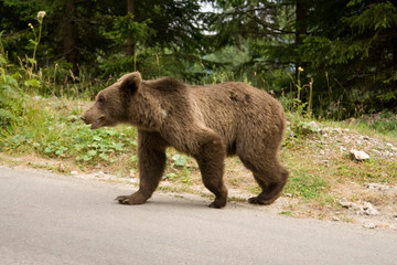 Wild Bear In The Forest