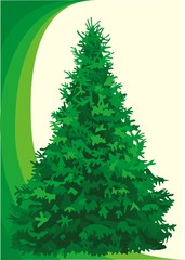 Fototapeta premium tree fir