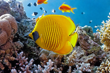 Coral scene with butterfly fish