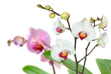 Orchideen 60.2