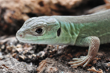 Portrait Smaragdeidechse - Jungtier