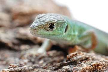 Portrait Smaragdeidechse - Jungtier