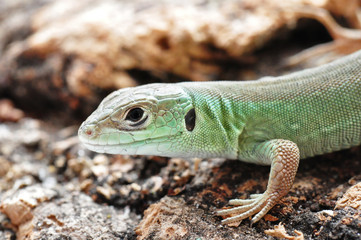 Portrait Smaragdeidechse - Jungtier