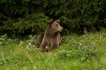 Wild Bear In The Forest