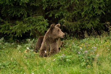 Wild Bear In The Forest
