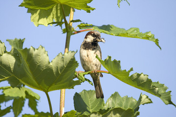 Passer montanus