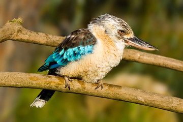 blue winger kookaburra