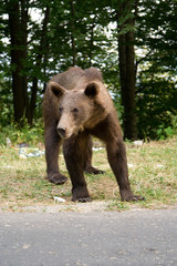Obraz premium Wild Bear In The Forest