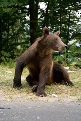 Wild Bear In The Forest