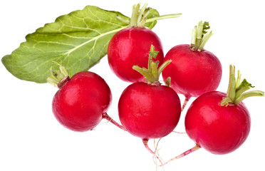 Frische Radieschen