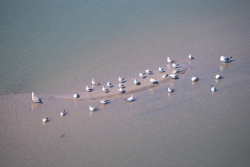 gulls resting on sandbank