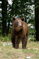 Obraz na płótnie Canvas Wild Bear In The Forest