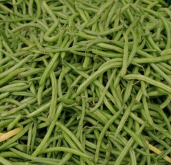 gr&uuml;ne Bohnenernte