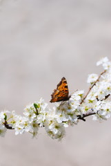 Small tortoiseshell on prunus flowers