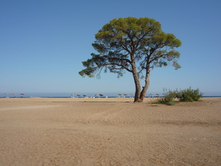 tree in the desert with nobody