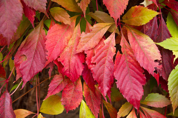 Naklejka na ściany i meble Colourful autumn leafs
