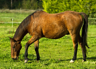 Fototapeta premium Irish horse on the meadow