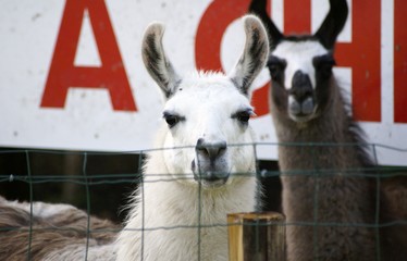Lamas © LEGOS7365