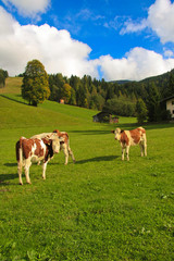 Fototapeta na wymiar Austrian meadow