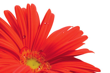 Red Gerber Macro Closeup Isolated