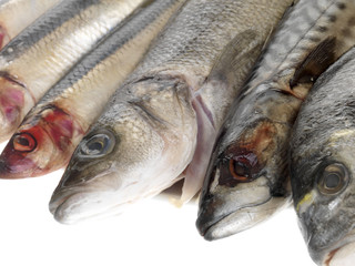 Platter of Fish