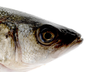 Sea Bass