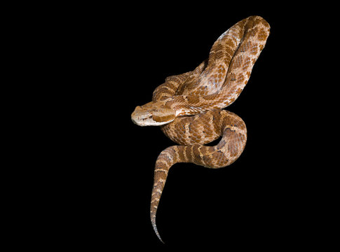 Venomous snake 17