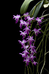 Obraz premium wild orchid