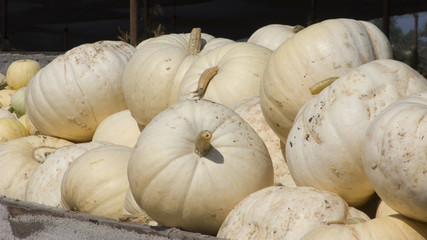 White Pumpkin Harvest at Farmers Market