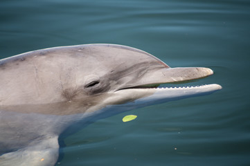 Fototapeta premium Bottlenose dolphin resting on the water