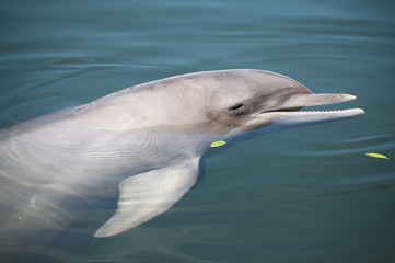 Bottlenose dolphin resting on water