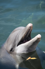 Smiling bottlenose dolphin