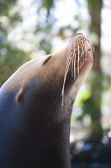 Head of California sea lion with eyes shut