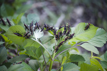 Nymphs of southeastern lubber grasshopper