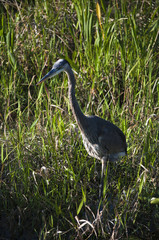 Great blue heron at the marsh