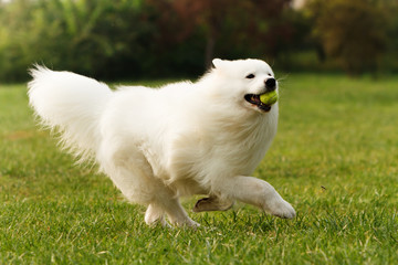 Samoyed
