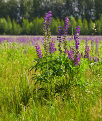 Obraz premium lupine on green meadow