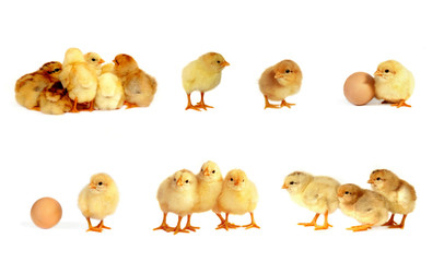 Chicks isolated on white, collage